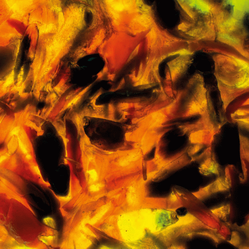 Plague Rider : Intensities